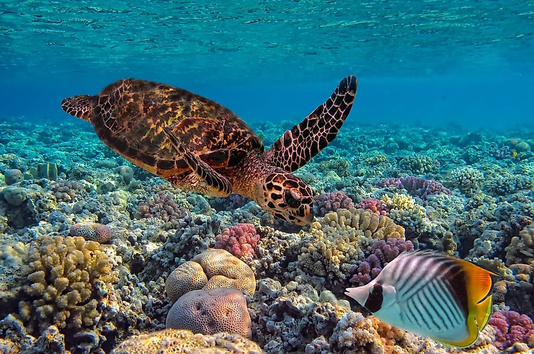 A hawksbill sea turtle swimming among the corals in the sea off the Hawaiian coast.