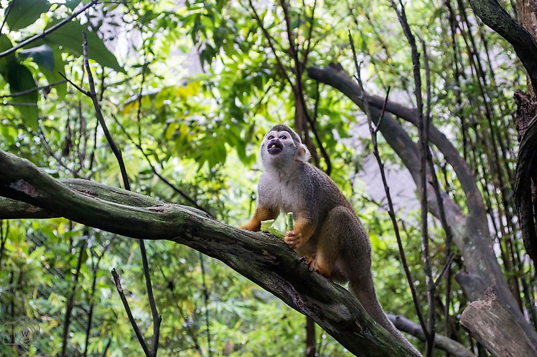 A crab-eating macaque in Singapore. 