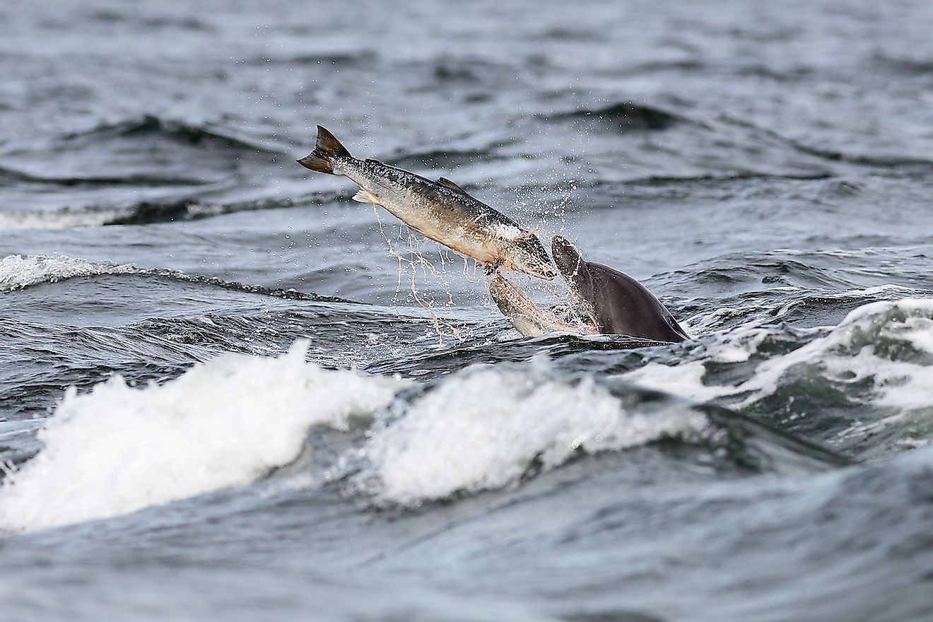 A bottlenose dolphin catching fish in the sea. Image credit: Binson Calfort/Shutterstock.com