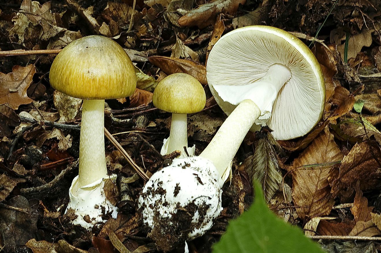 Amanita phalloides or death cap poisonous mushroom. Image credit: el_cigarrito/Shutterstock.com