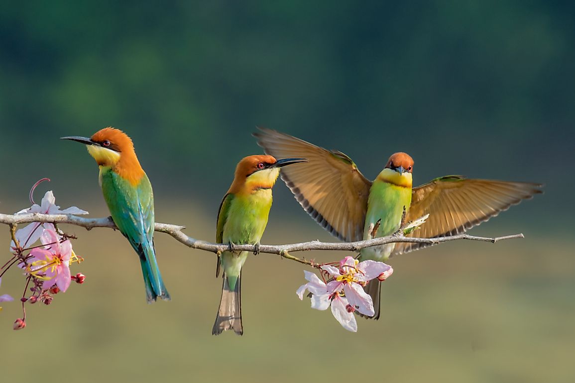 According to modern classification, birds are part of the group Aves.