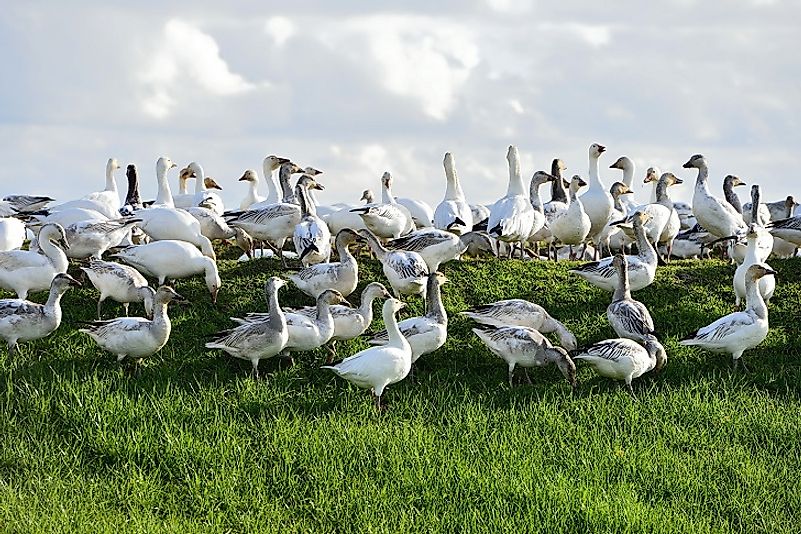 Snow Geese congregate in a field in Skagit County, in the U.S. state of Washington.