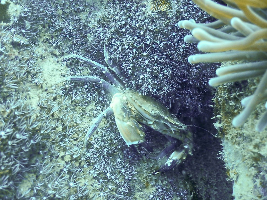 Mud crabs are generally grayish green to purple-brown in color.