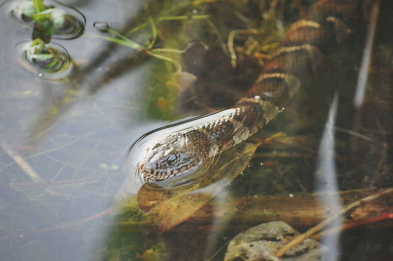 northern water snake (nerodia sipedon) in water 