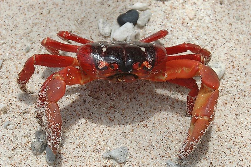 A Christmas Island red crab up close and personal.