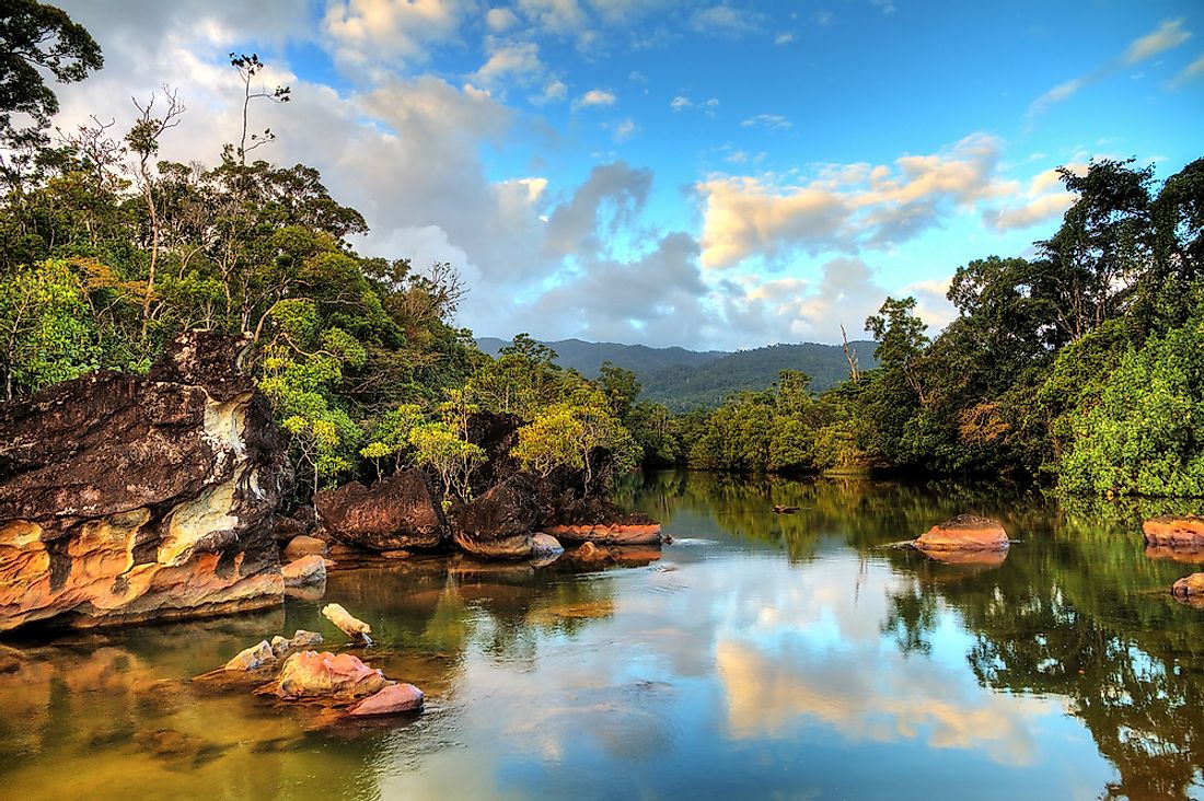 The tropical rainforest of Madagascar. 