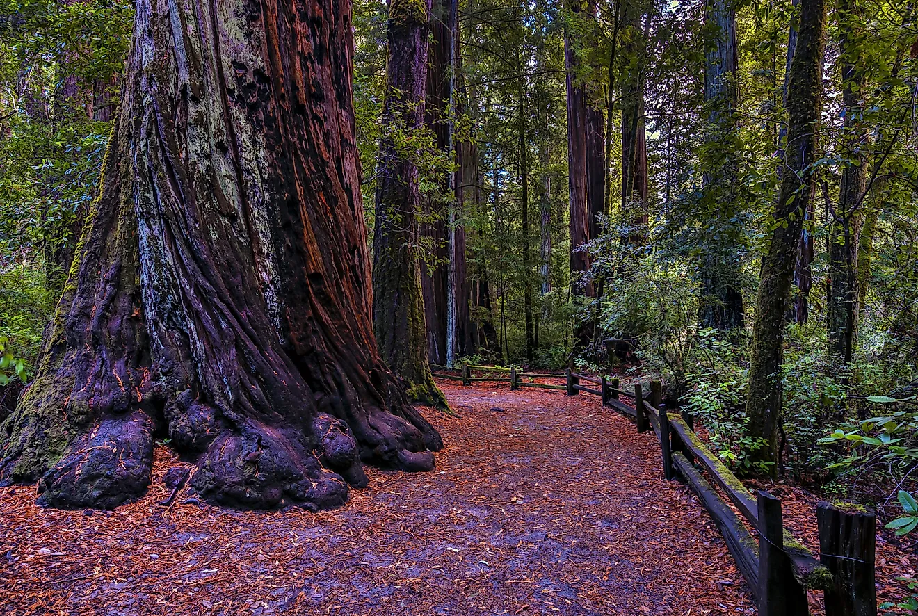 Redwood forest, Big Basin State Park