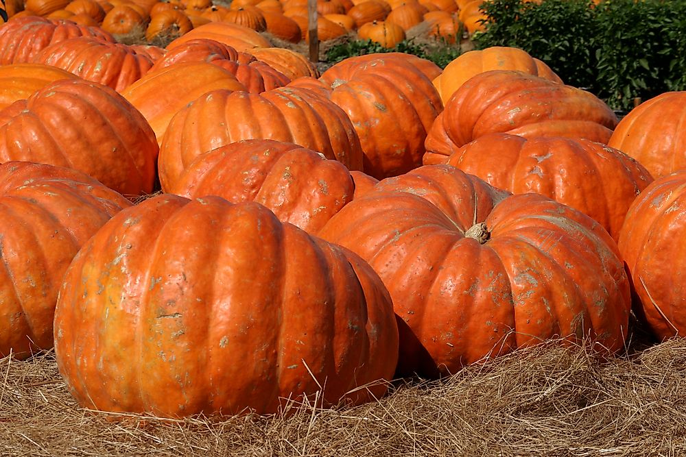 Atlantic giant pumpkins. 