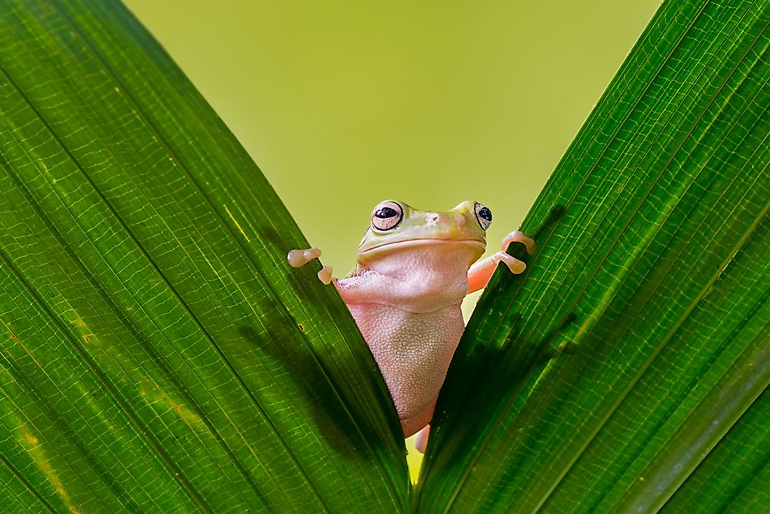 A frog is an example of an amphibian. 