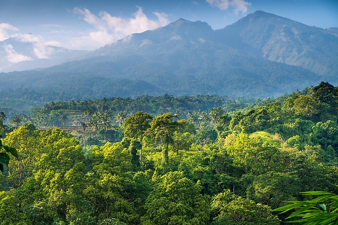 Rainforest coverage in Indonesia. 