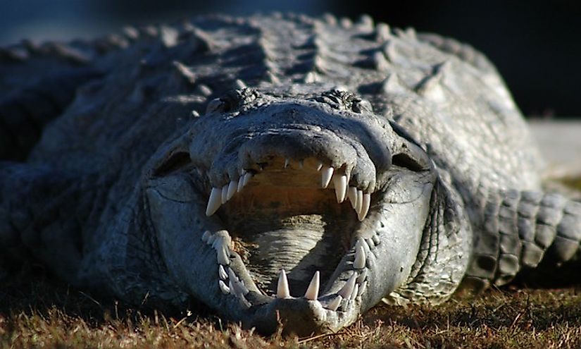 Crocodiles are physically equipped with sharp teeth and powerful muscles to overpower large sized preys and consume them.