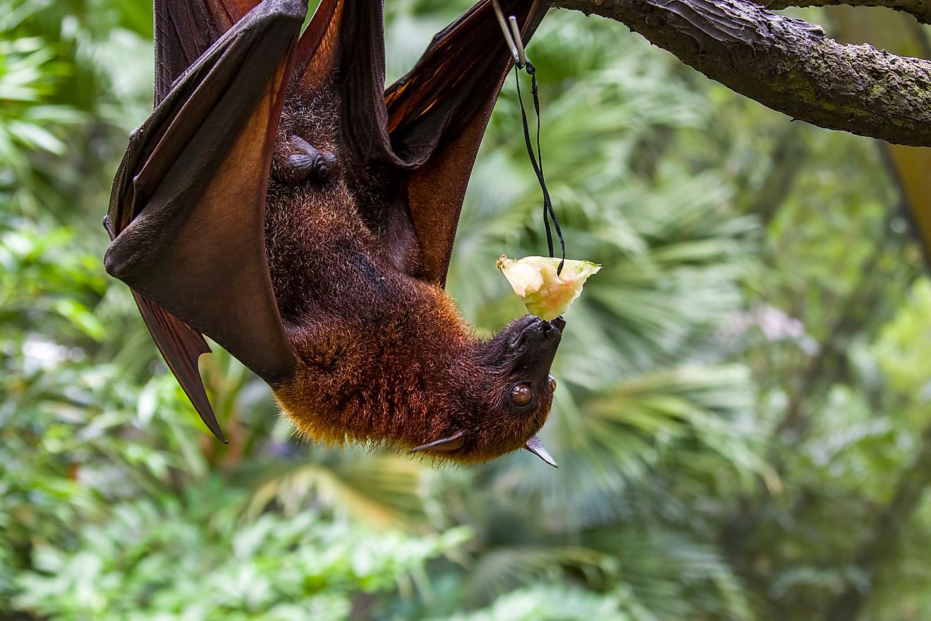 Large Flying Fox