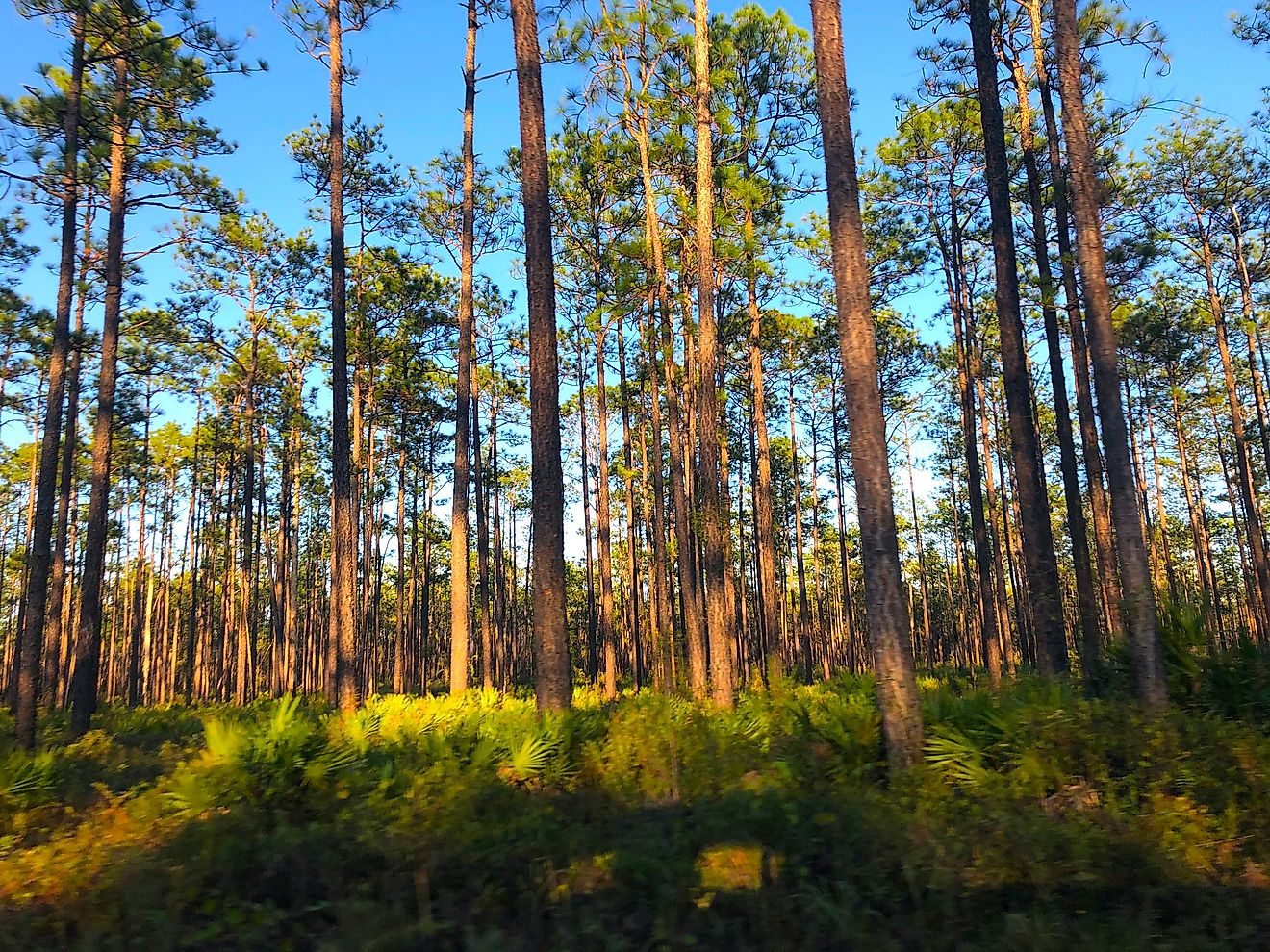 Big Bend, Florida