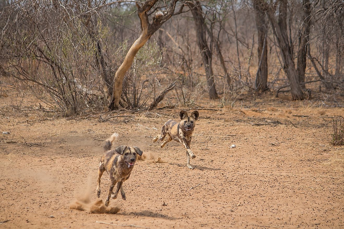African wild dog in the Kalahari Desert in Namibia, Africa. Image credit: Moehring/Shutterstock.com
