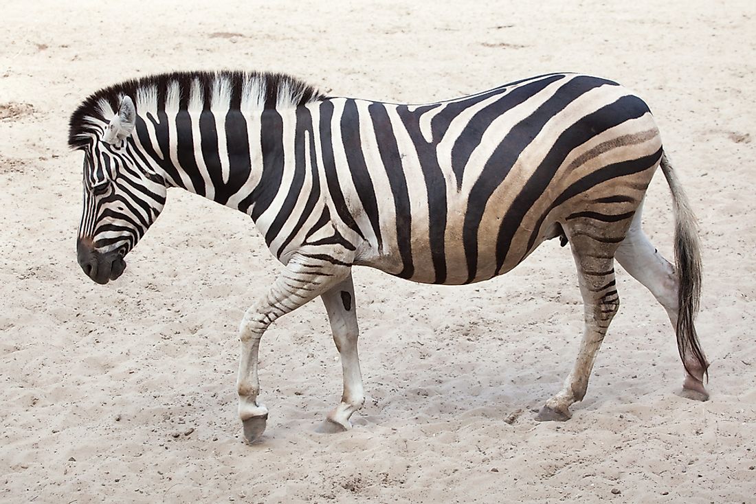 A Chapman's zebra. 