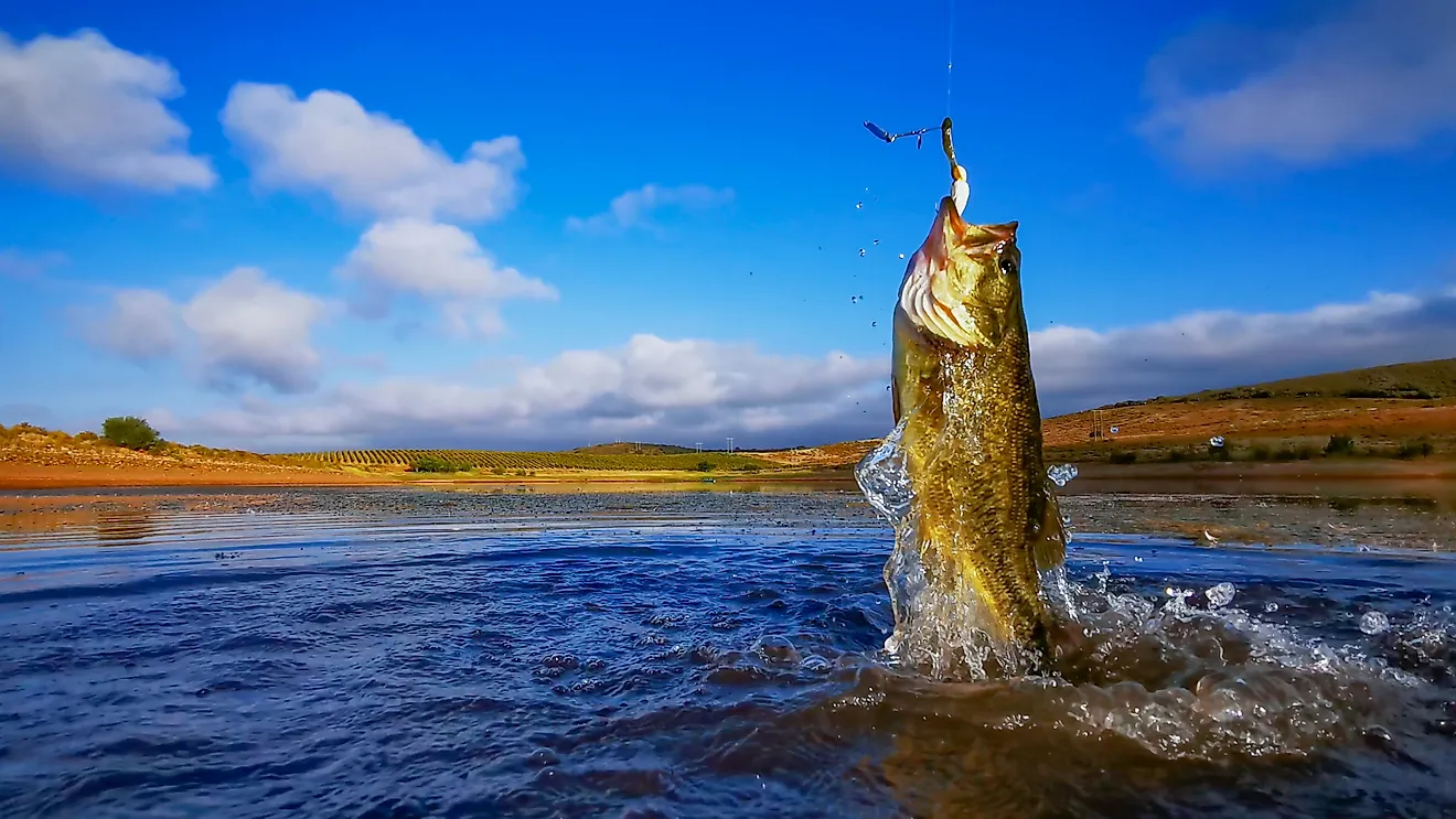 Big Bass, Fishing on lake with blue sky at dawn. 