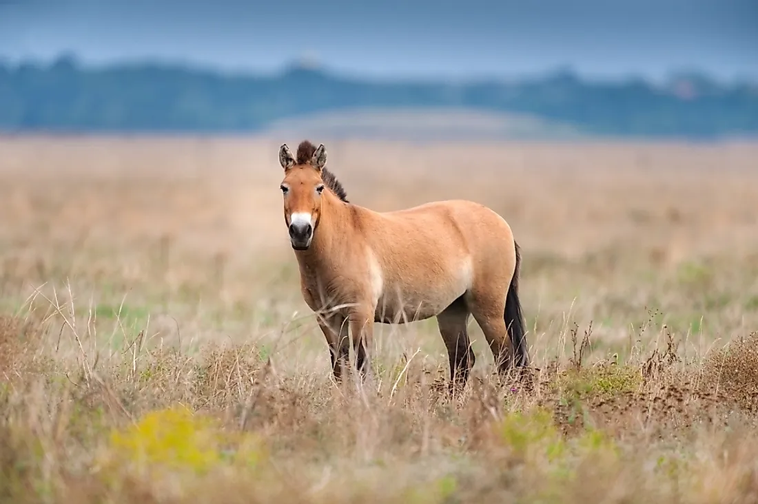 Animals That Live In The Grasslands Worldatlas