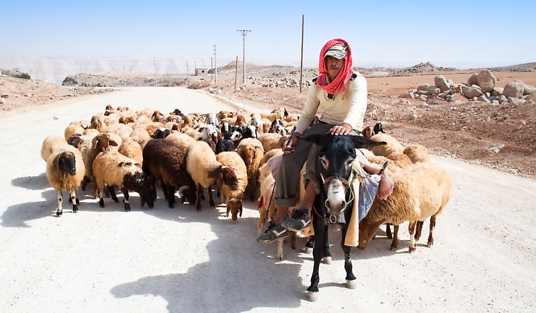 A shepherd leads his herd of sheep in Karak, Jordon.   Editorial credit: Aleksandar Todorovic / Shutterstock.com 
