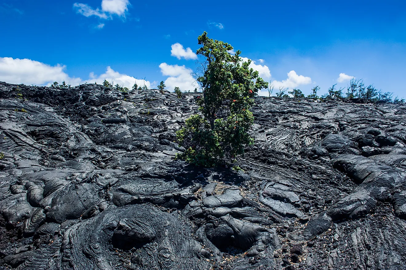 Volcanic lava stream in the Hawaii Volcanoes National Park. 