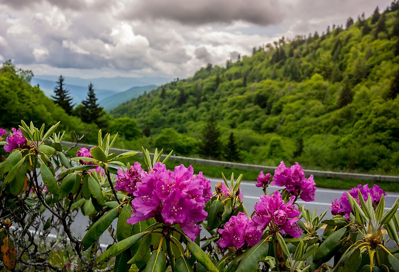 Purple catawba rhododendron near Clingmans Dome in the Smokies
