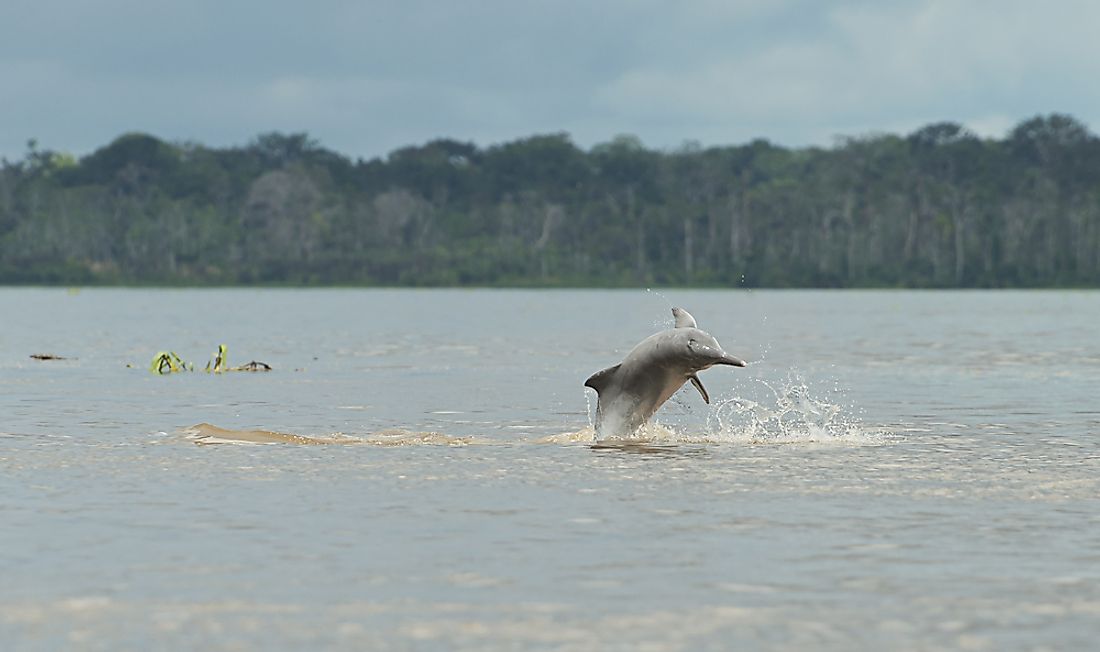 Amazon river dolphins in the waters of the Amazon.