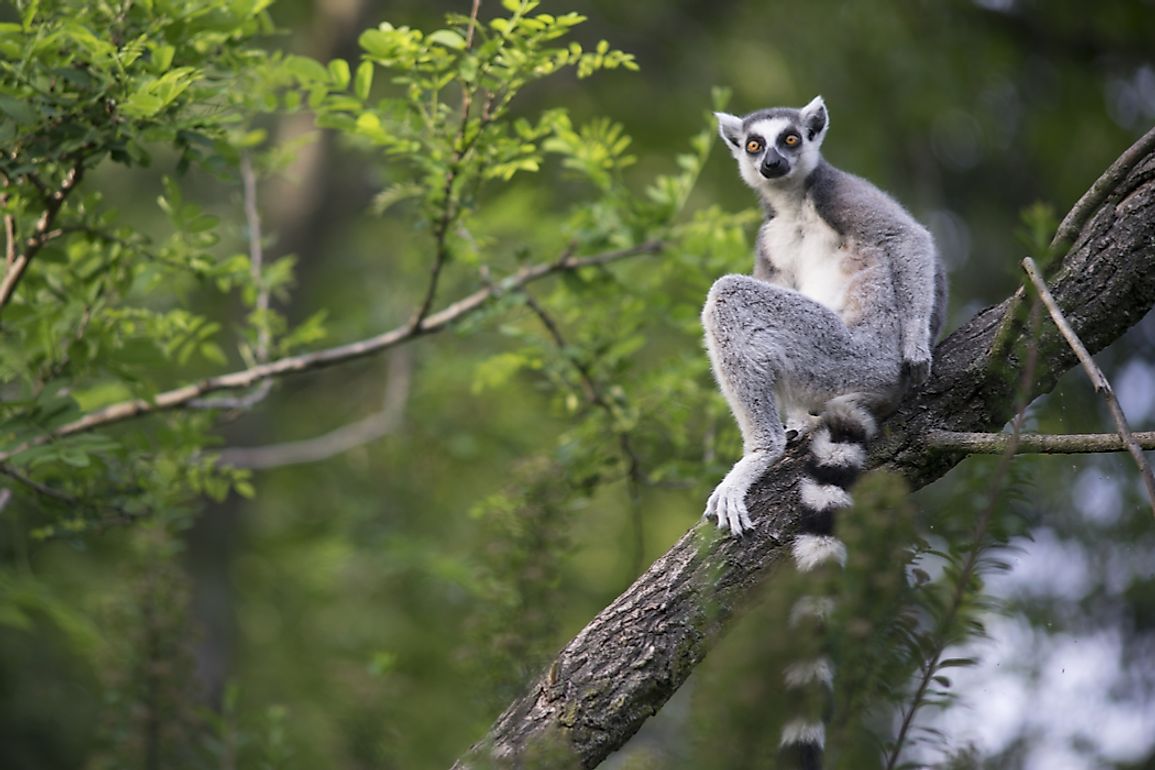 The majority of Madagascan flora and fauna are endemic to the island. 