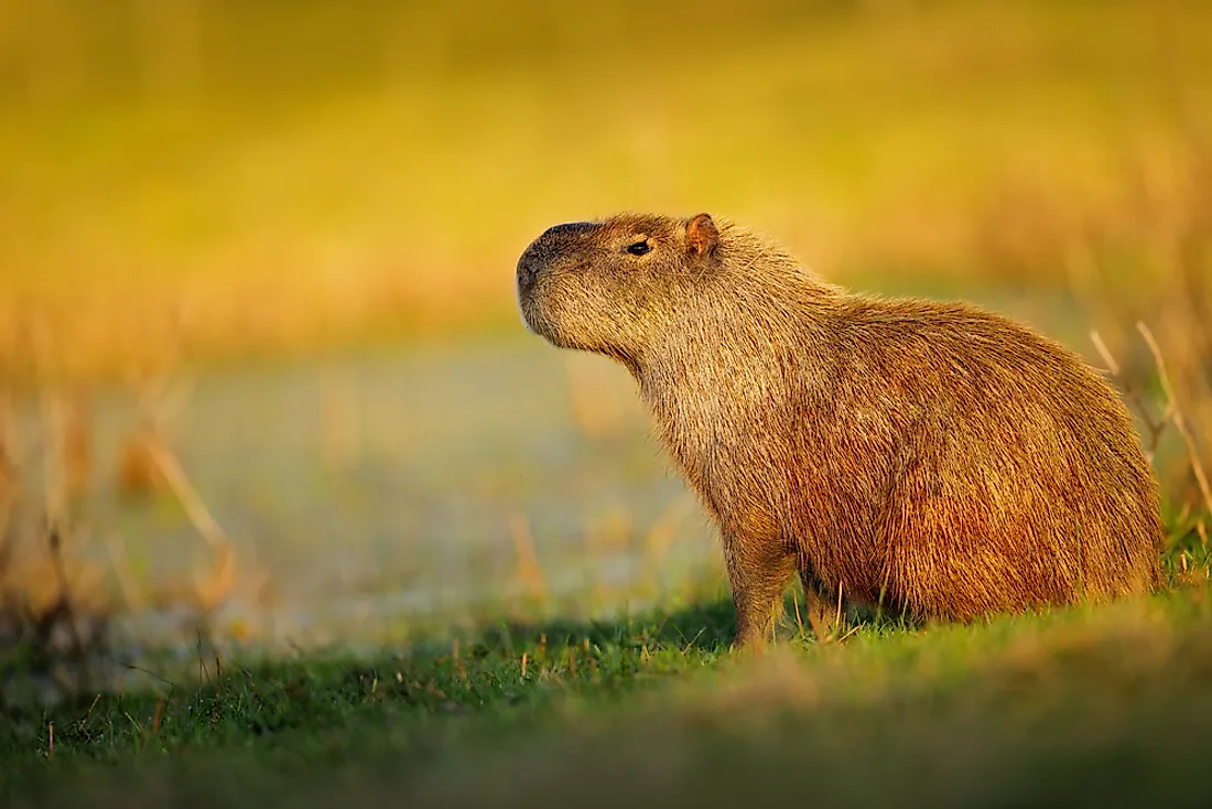 The capybara, the world's largest rodent. 