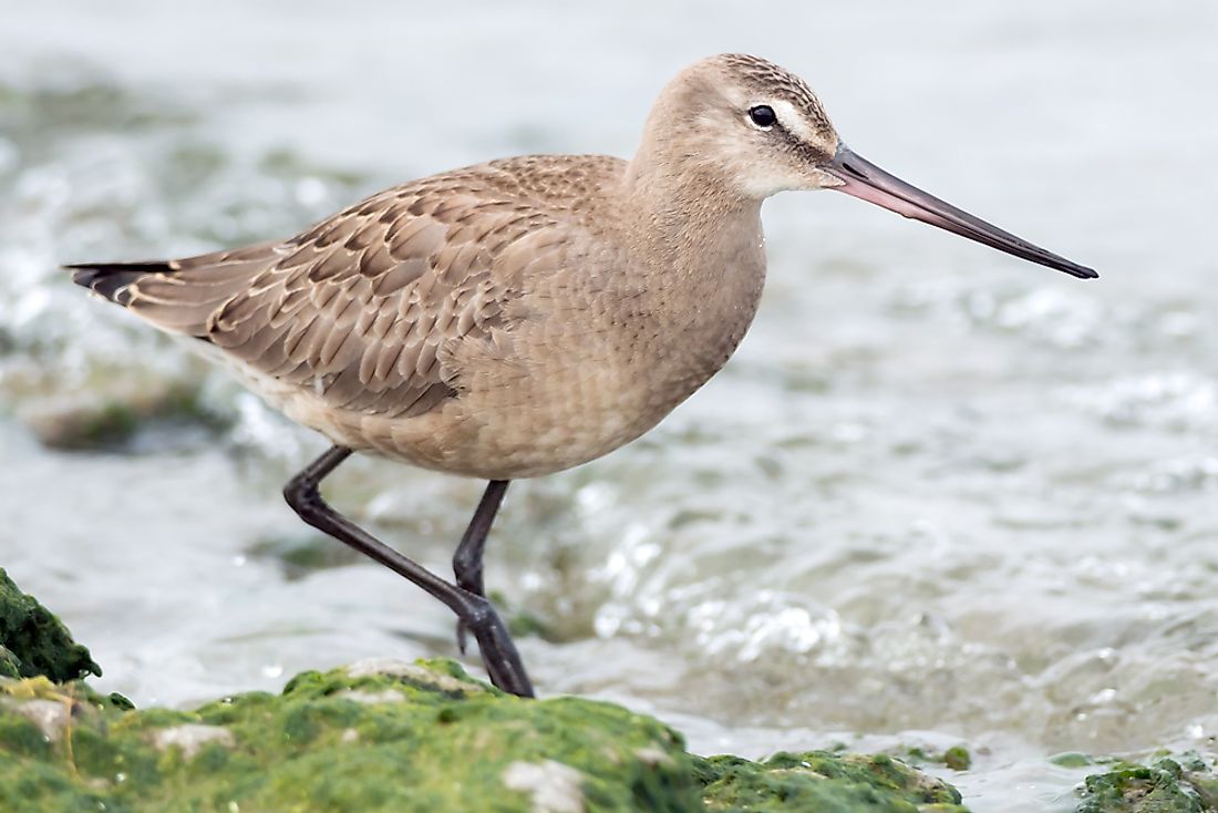 Hudsonian godwit. 