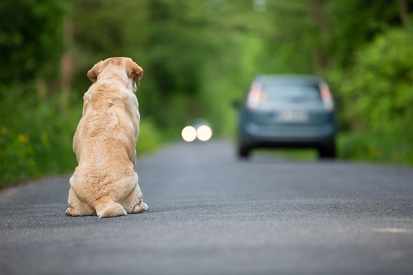 Abandoned dog on the road. Image credit: Fotorince/Shutterstock.com