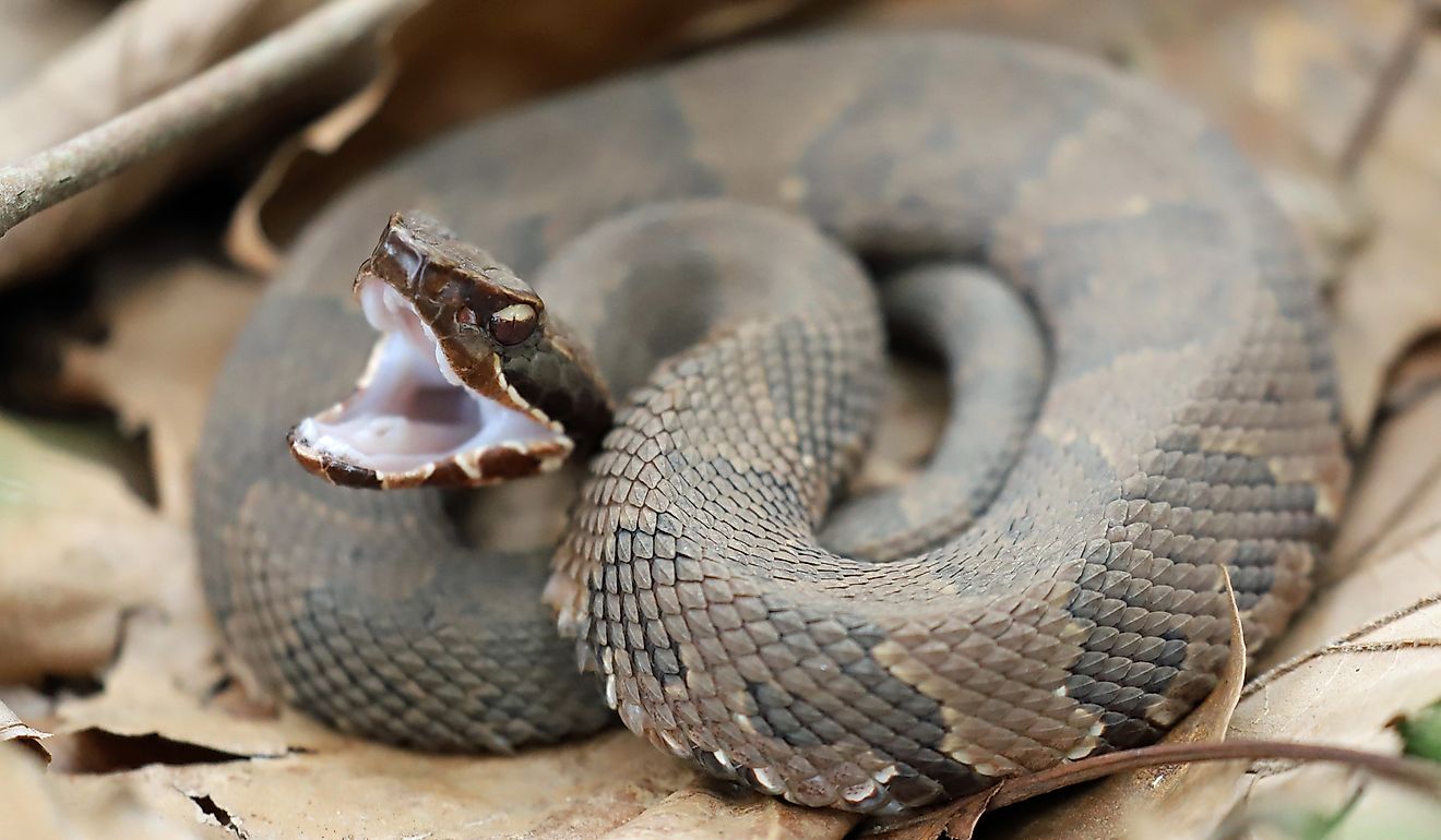 Cottonmouth snake.