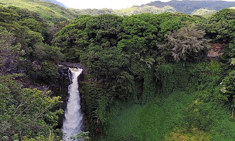 The verdurous landscape of Hawaiian tropical rainforest, one of the places in the world with high levels of endemism.