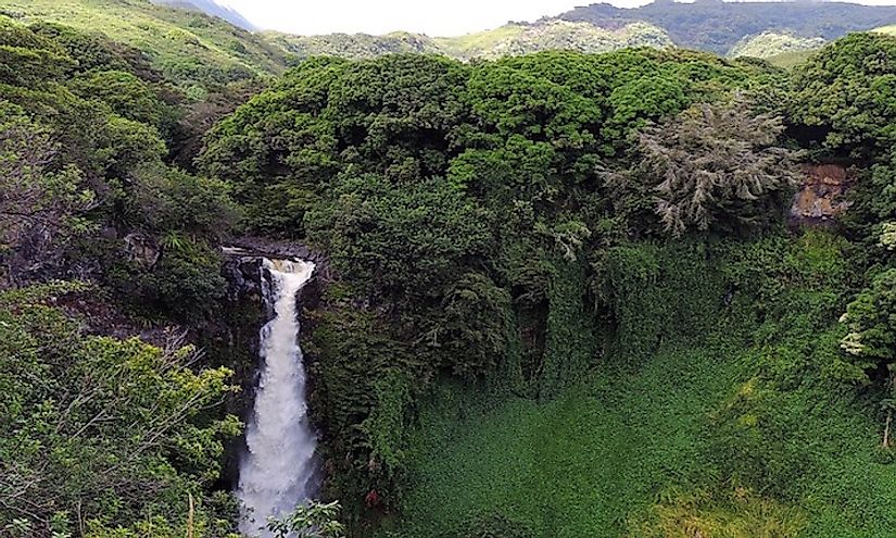 The verdurous landscape of Hawaiian tropical rainforest, one of the places in the world with high levels of endemism.