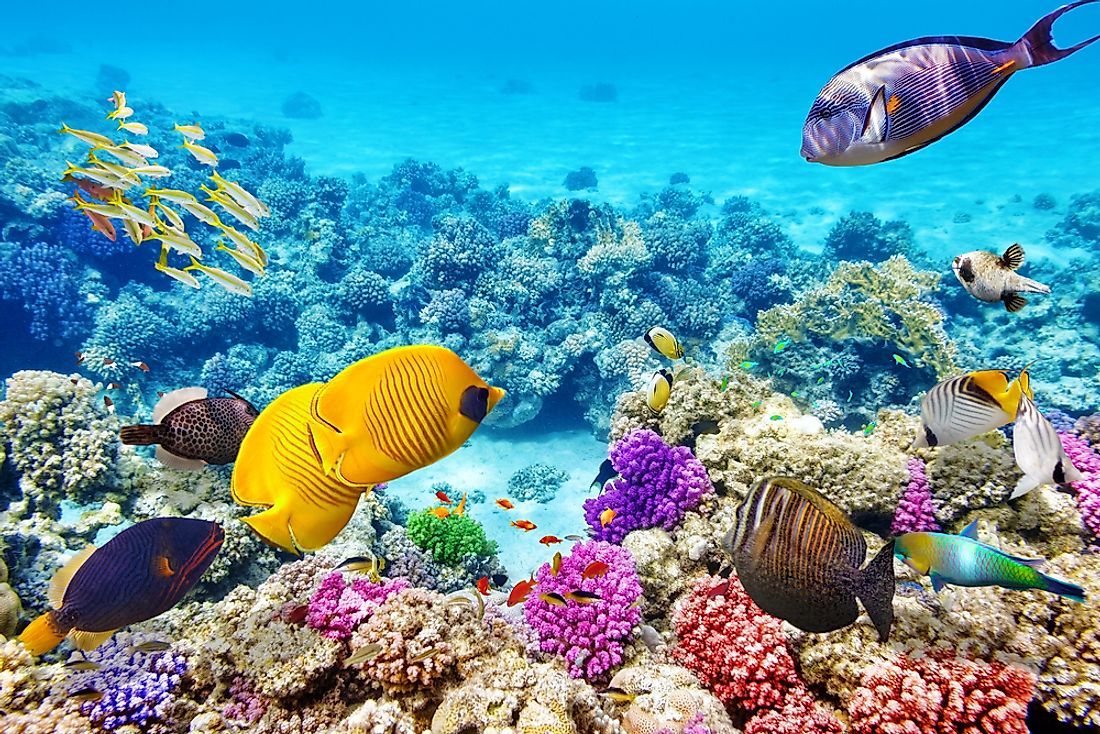 Underwater at the Great Barrier Reef. 