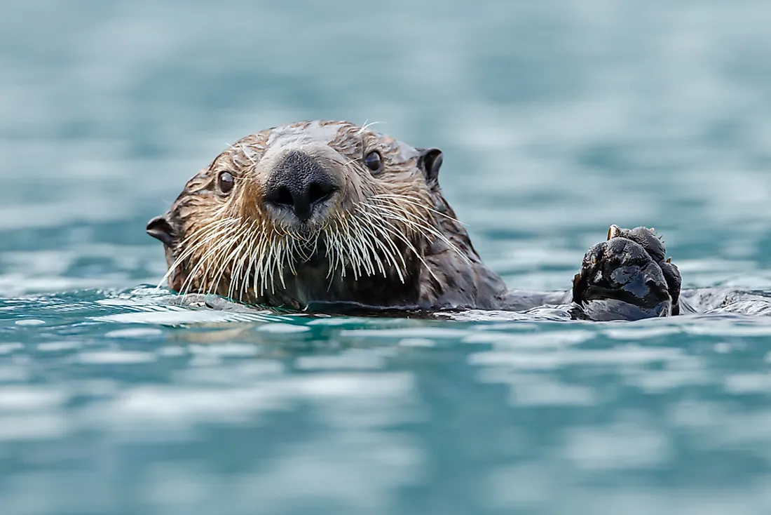 Examples of Semiaquatic Animals - WorldAtlas