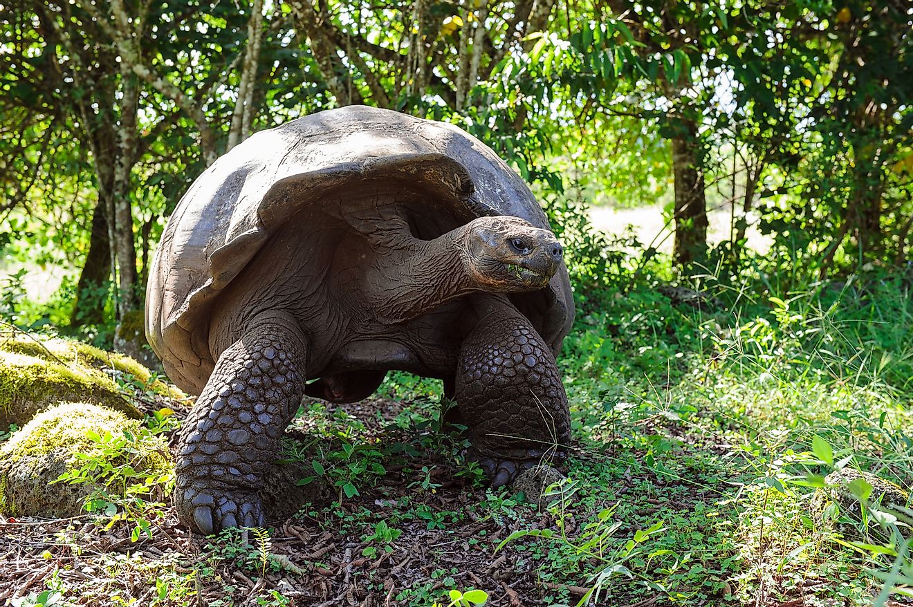 The giant tortoises of Galapagos are a perfect example of island gigantism.