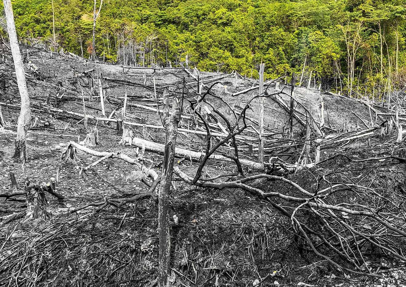 Forest patches cleared of vegetation by burning as part of slash and burn agricultural practices in Aceh, Sumatra, Indonesia