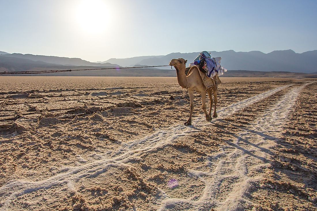 A camal crossing salt flats in Djibouti. 