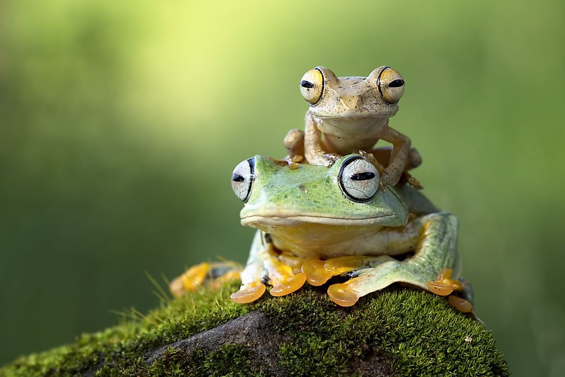 Anura is the largest order of living amphibians with over 3,000 different varieties, including toads and frogs.