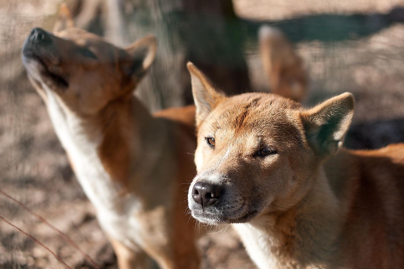 New Guinea singing dogs. This species was earlier believed to be extinct. Image credit: Aubord Dulac/Shutterstock