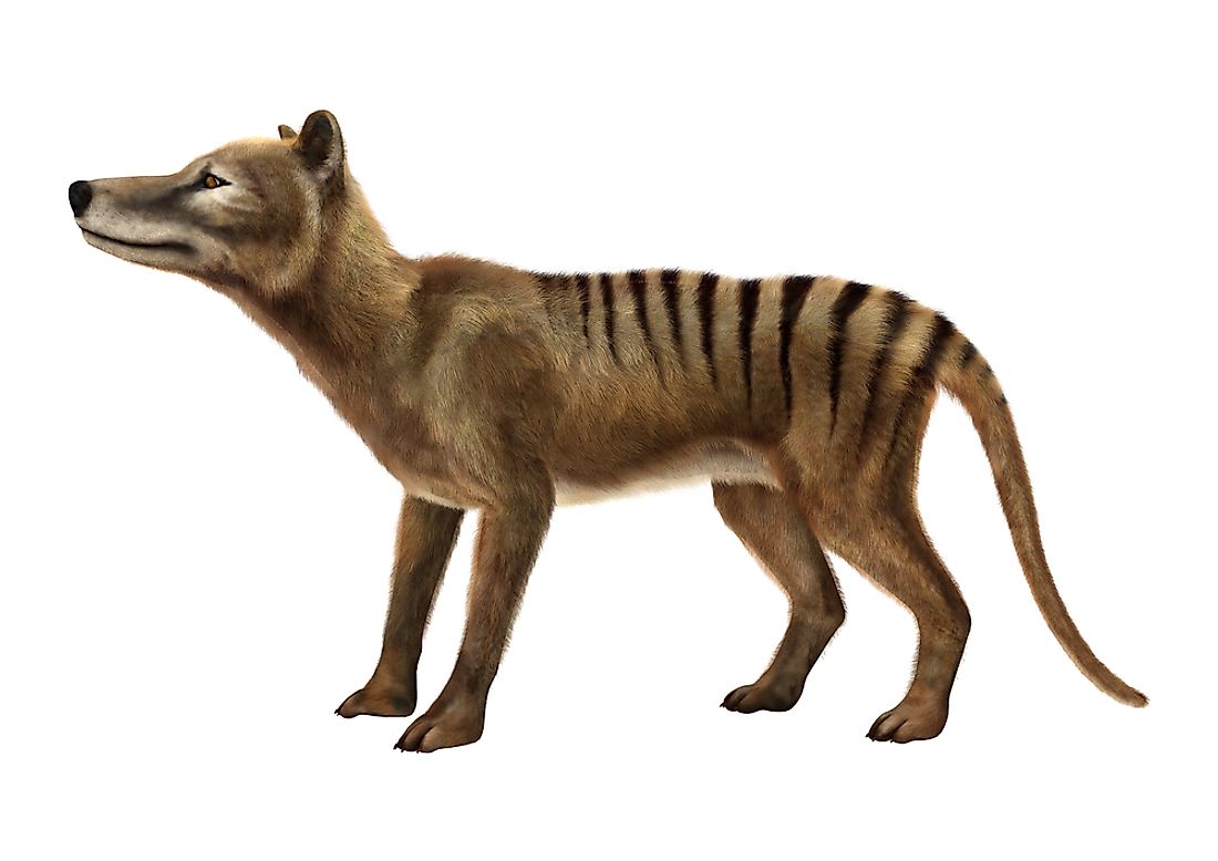 A 3D rendering of what a thylacine looked like. 