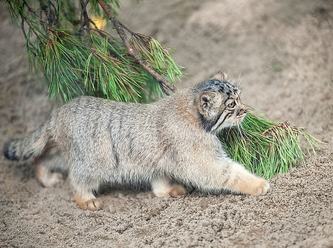 The Pallas's cat can be found in Tibet. 