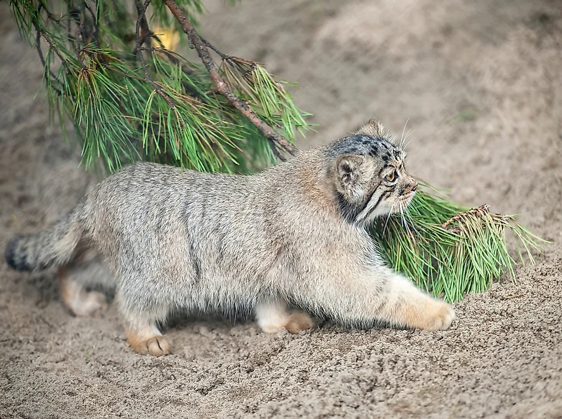 The Pallas's cat can be found in Tibet.