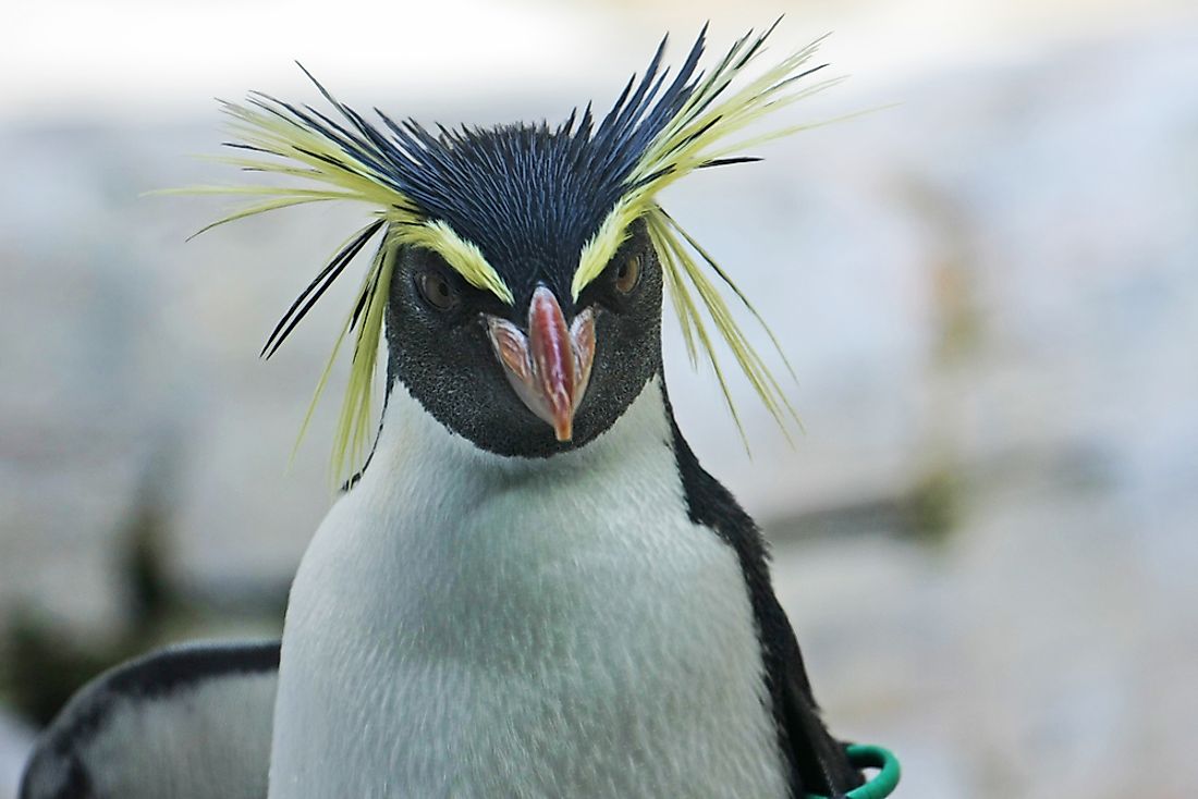 A northern rockhopper penguin. 