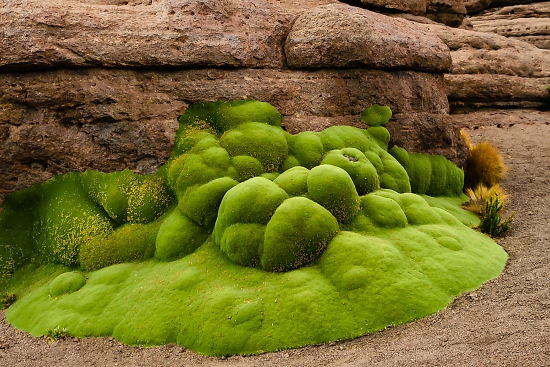 Yareta growing in the Bolivian Andes.
