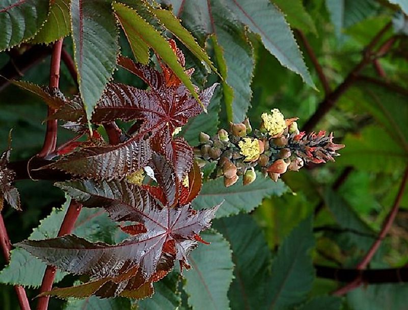 The Castor plant, considered by some experts to be the deadliest plant on earth today.