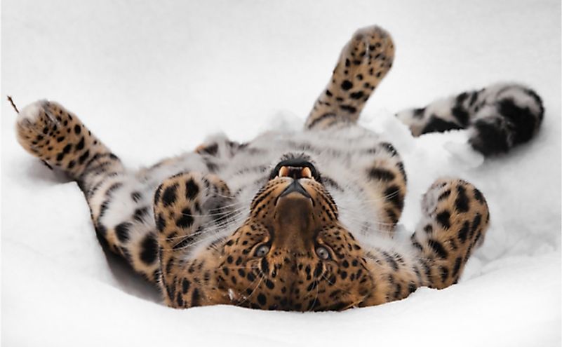 An Amur leopard in a playful mood.
