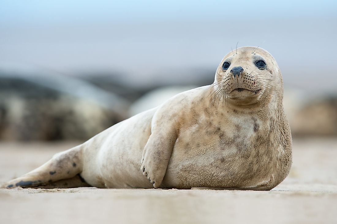 The Different Types of Seals - WorldAtlas