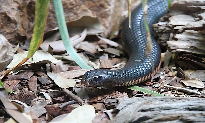 The inland taipan snaking its way through the foliage. It is a highly feared snake in Australia due to its deadly venom.