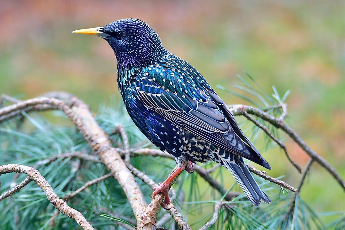 Common starling (Sturnus vulgaris), also known as the European starling.