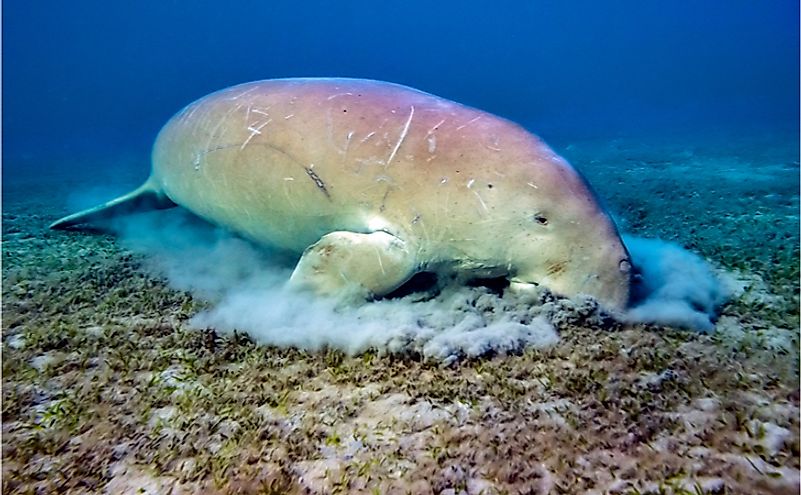Dugong (Dugong dugon) eating sea grass from sea floor near Marsa Alam, Red Sea in Egypt.